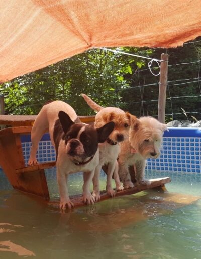 Bouncy Buddies Dog Pool Summer